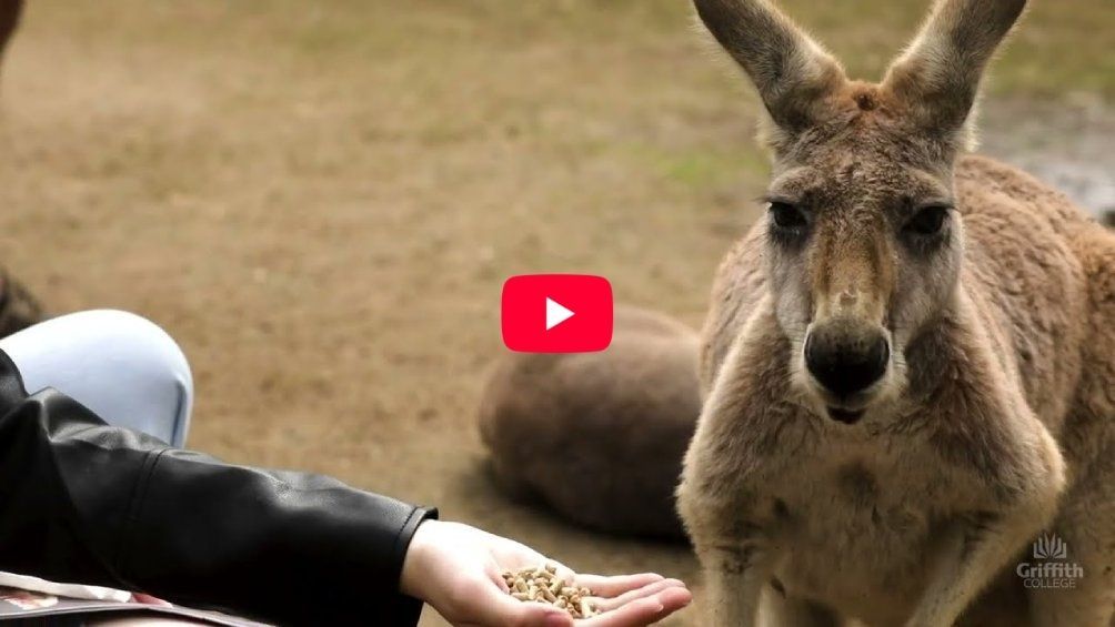 Play Video - WELCOME TO AUSTRALIA